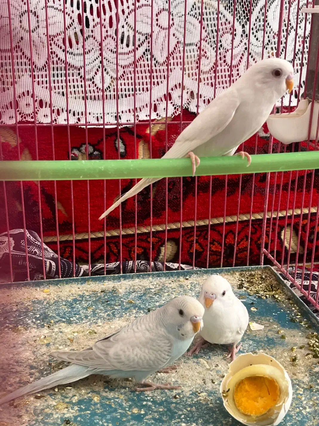 ۲تا مرغ عشق سفیدهلندی چشم قرمز و یک آبی کم رنگ|پرنده|استهبان, |دیوار