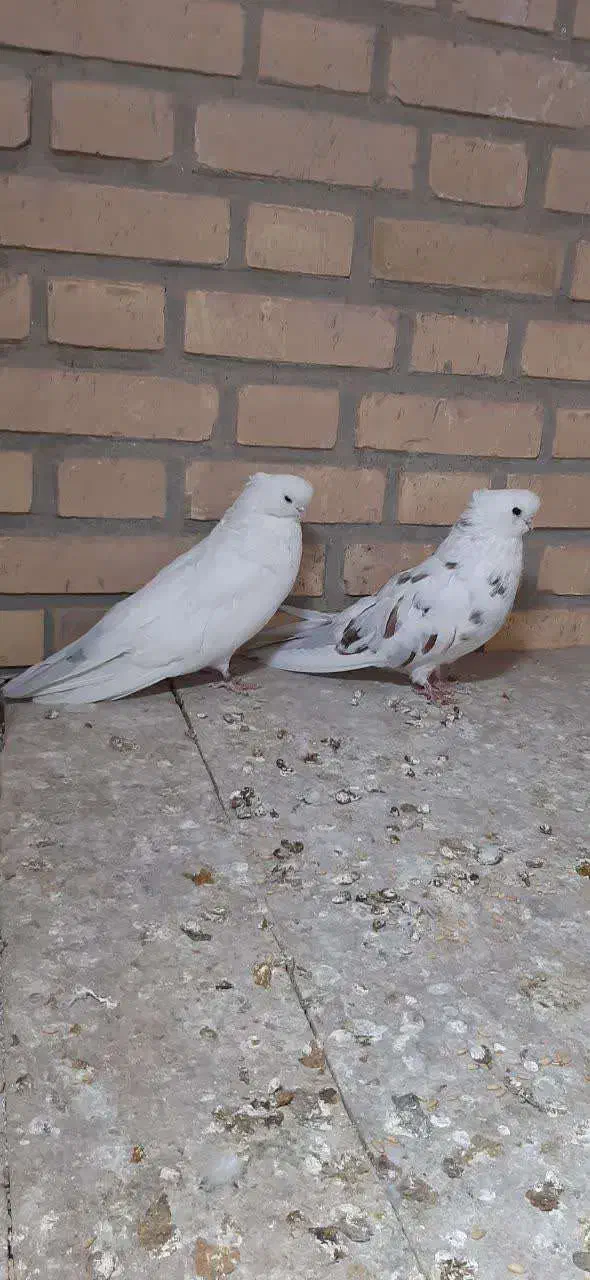 نوک قنار|پرنده|ابریشم, |دیوار