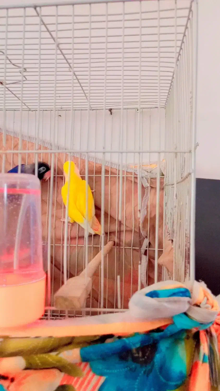 جفت کوتوله|پرنده|تایباد, |دیوار