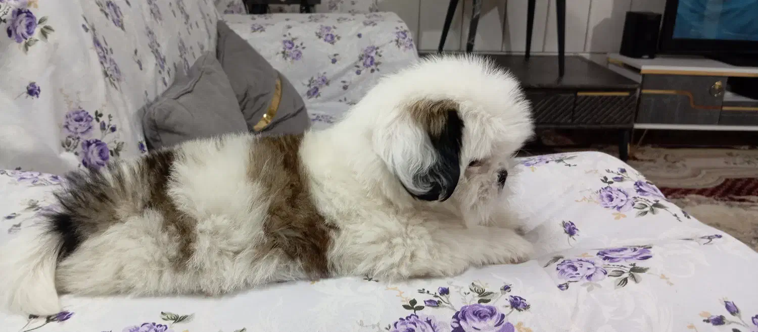 شیتزو سوپر فلت نر|سگ|کاشمر, |دیوار