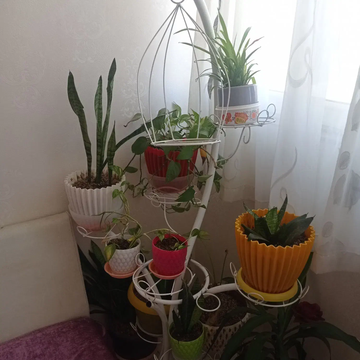 شلف گل|گل و گیاه طبیعی|اسکو, |دیوار