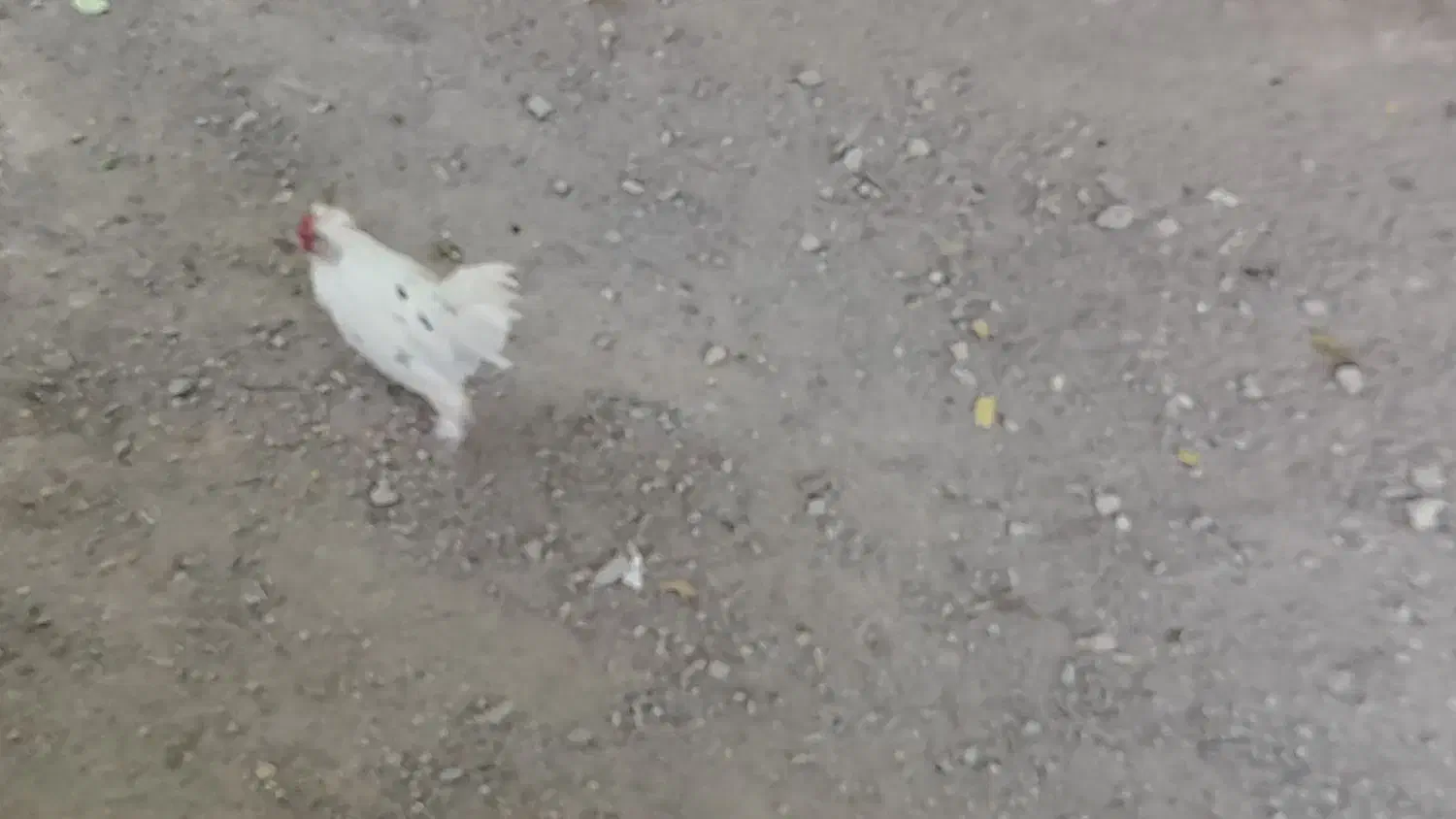 خروس محلی جوان|حیوانات مزرعه|تفرش, |دیوار