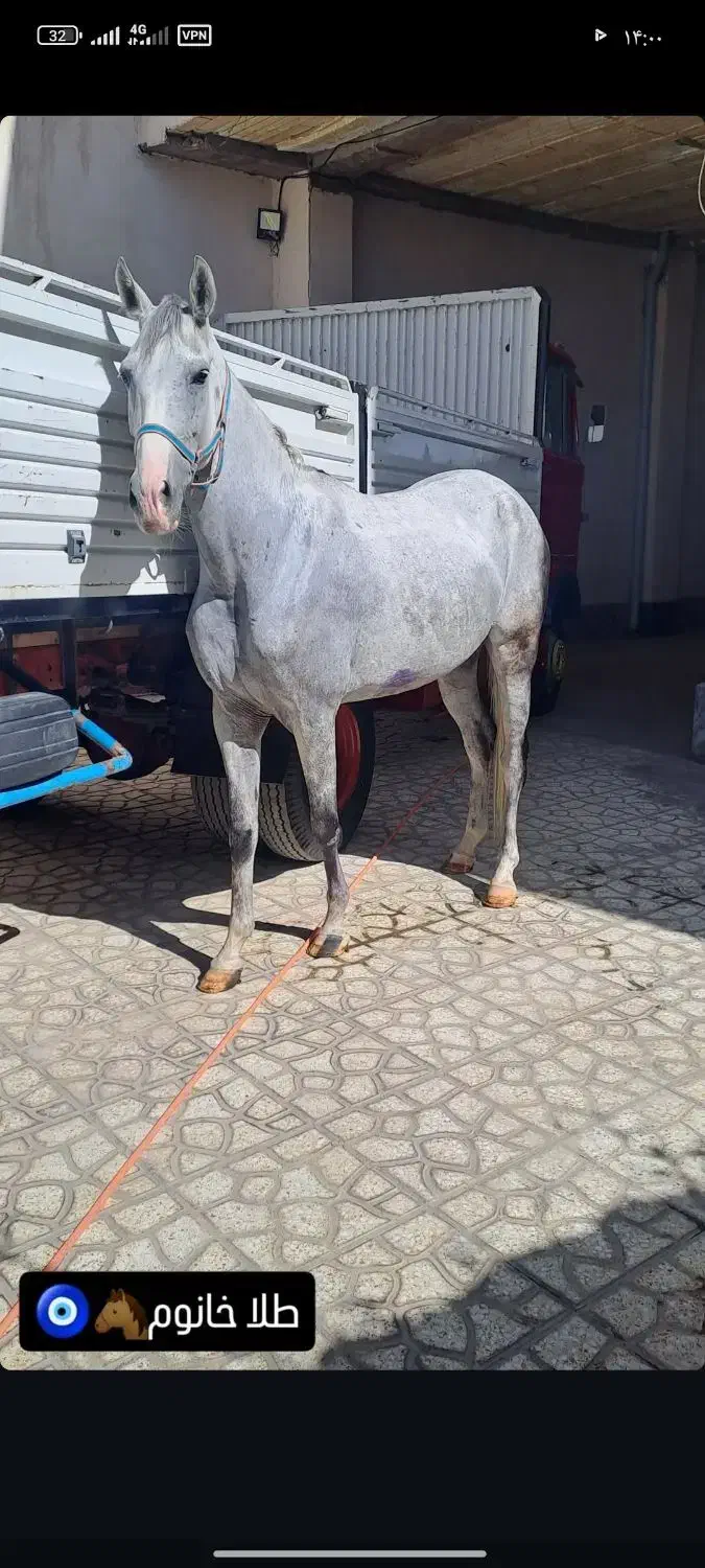 اسب|اسب و تجهیزات اسب‌سواری|ری, علایین|دیوار