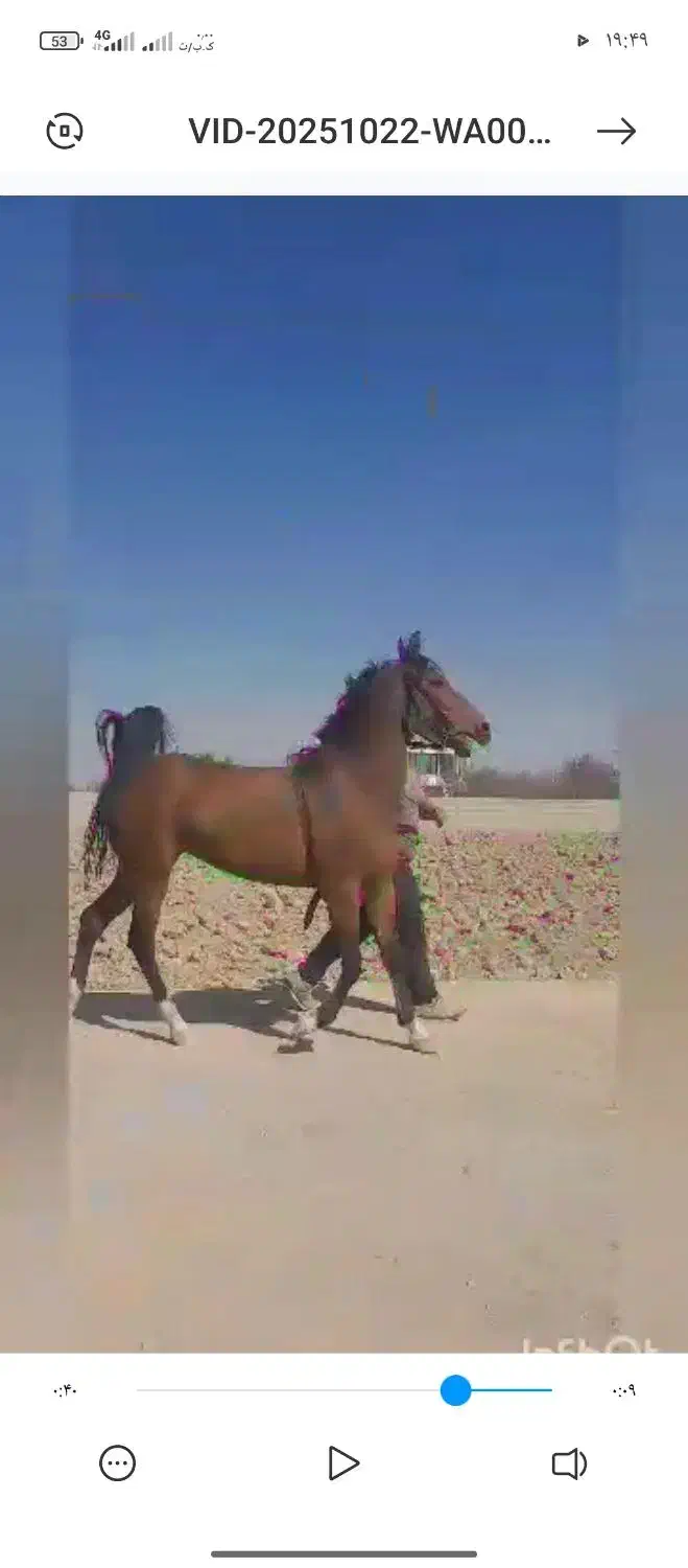 خریدار اسب مادیان پالونی|اسب و تجهیزات اسب‌سواری|برخوار, |دیوار