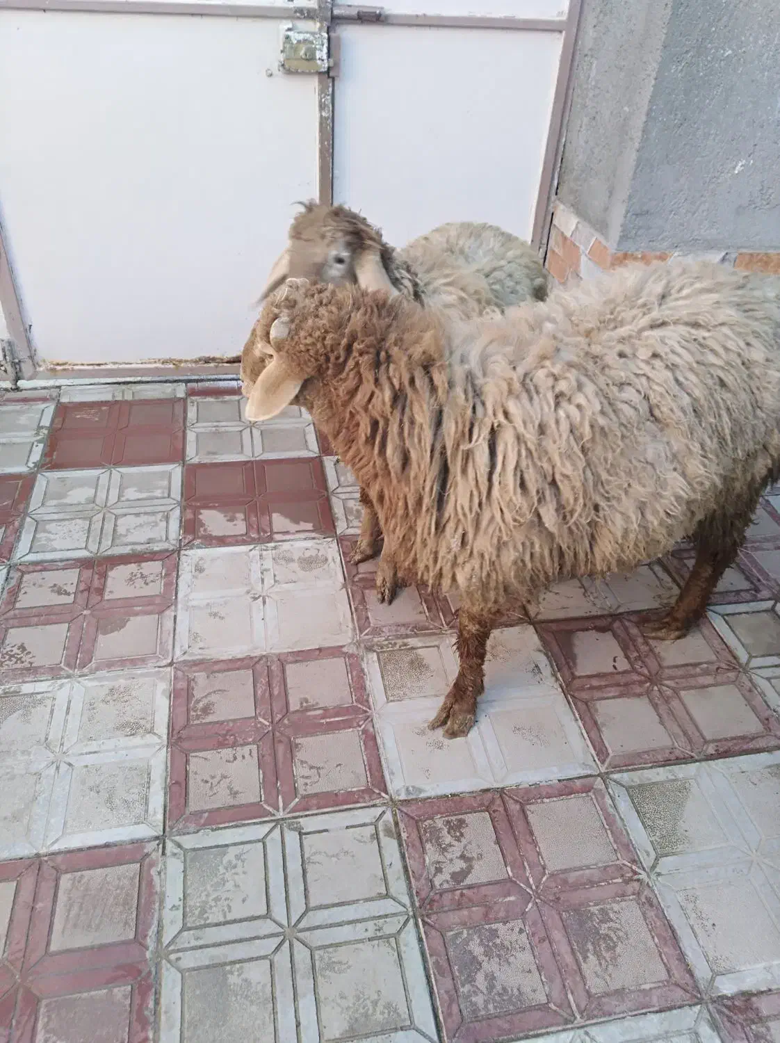 ۴۲۰۰۰۰۰۰|حیوانات مزرعه|مود, |دیوار