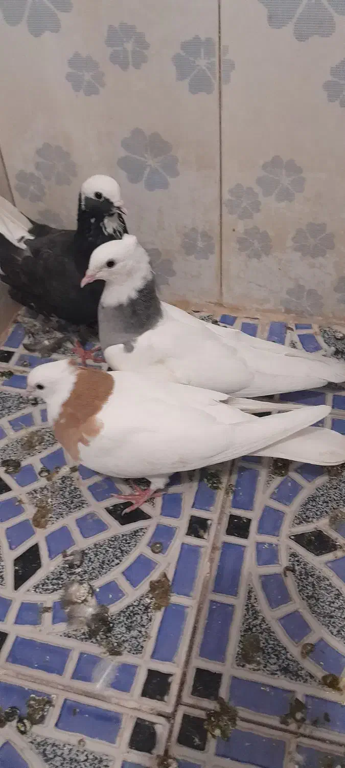 کبوتر رنگی|پرنده|کارون, |دیوار