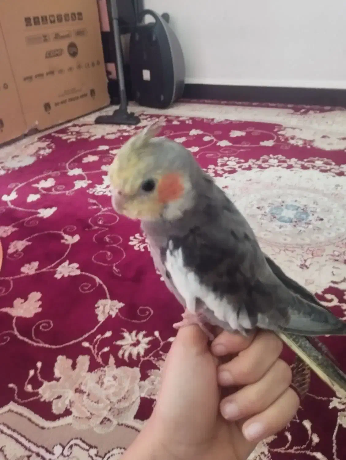 عروس هلندی|پرنده|بندر ماهشهر, |دیوار