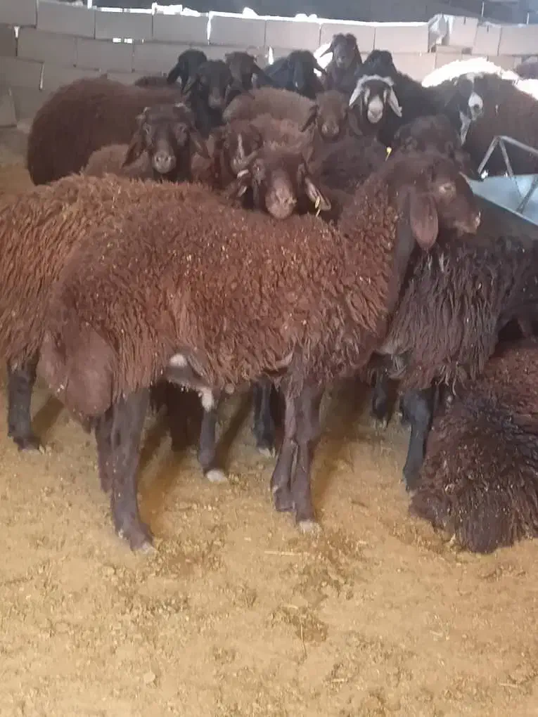 بره نر قزل  افشاری برای قصابی و داشتی موجود هست|حیوانات مزرعه|خانمیرزا, |دیوار