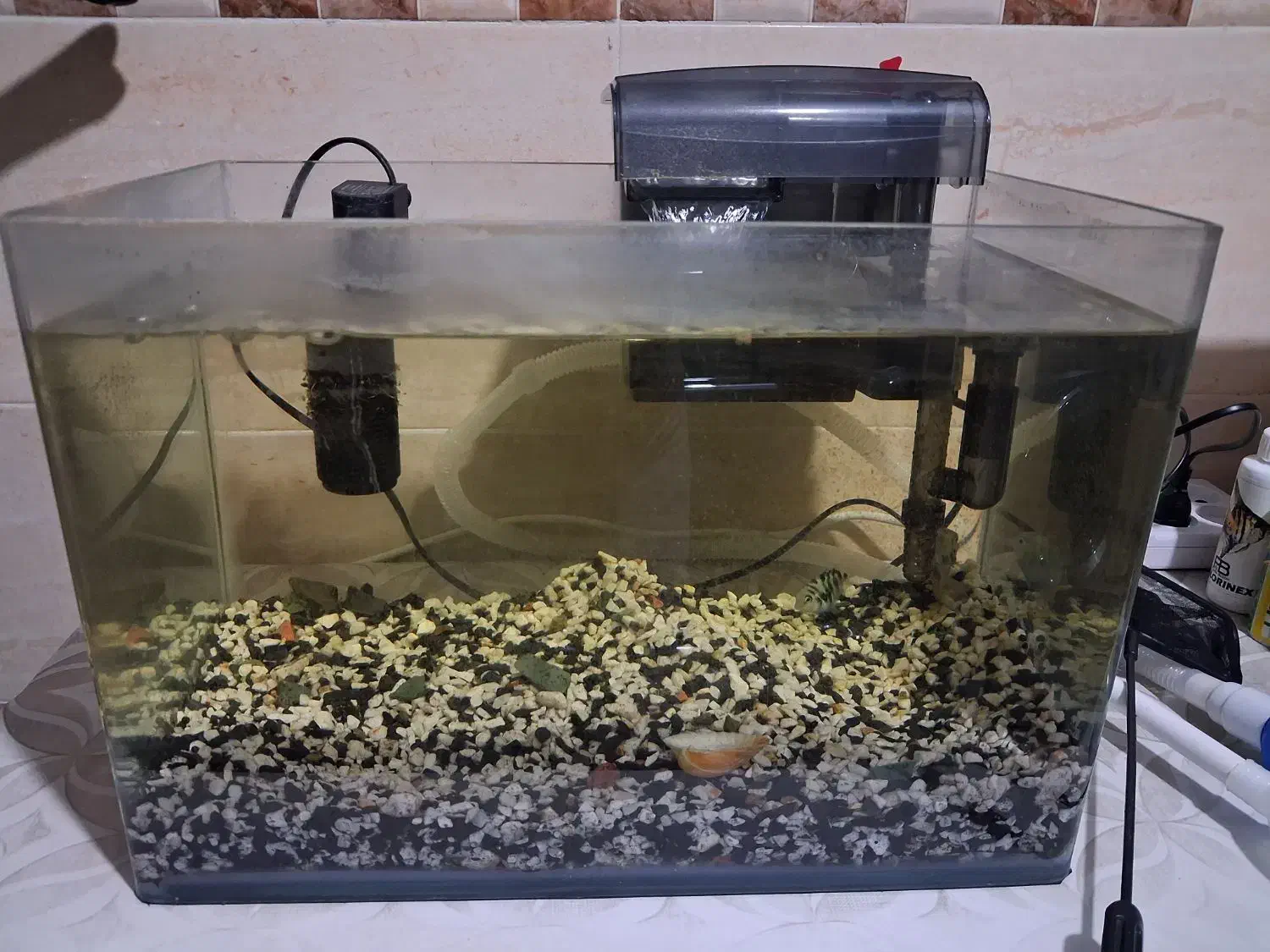 آکواریوم همراه دوعدد ماهی پلار تخم گذار|ماهی|چهاردانگه (تهران), |دیوار