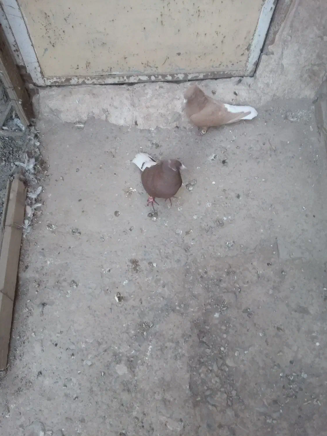 دوتا دم|پرنده|نیشابور, نیروگاه سیکل ترکیبی خیام|دیوار