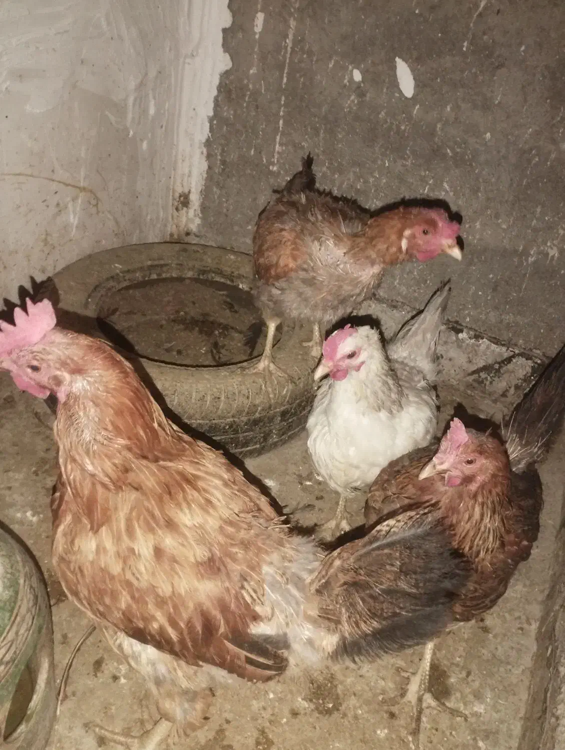 مرغ تخمگذار|حیوانات مزرعه|باقرشهر, |دیوار