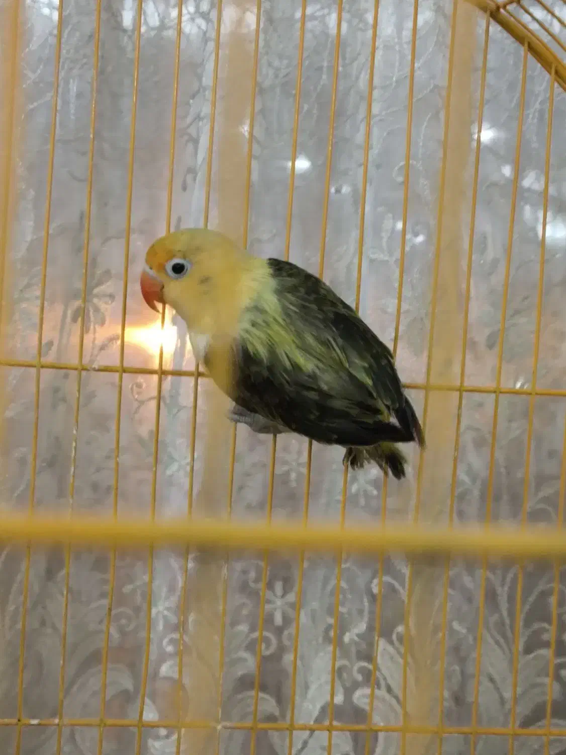 برزیلی معاوضه با نر دو سال به بالا|پرنده|تهران, بریانک|دیوار