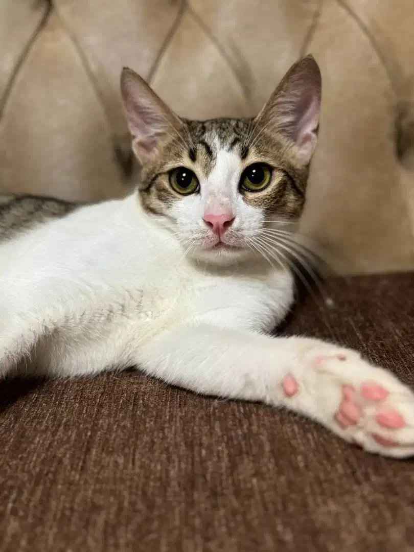 واگذاری بچه گربه|گربه|بندر انزلی, تهران|دیوار