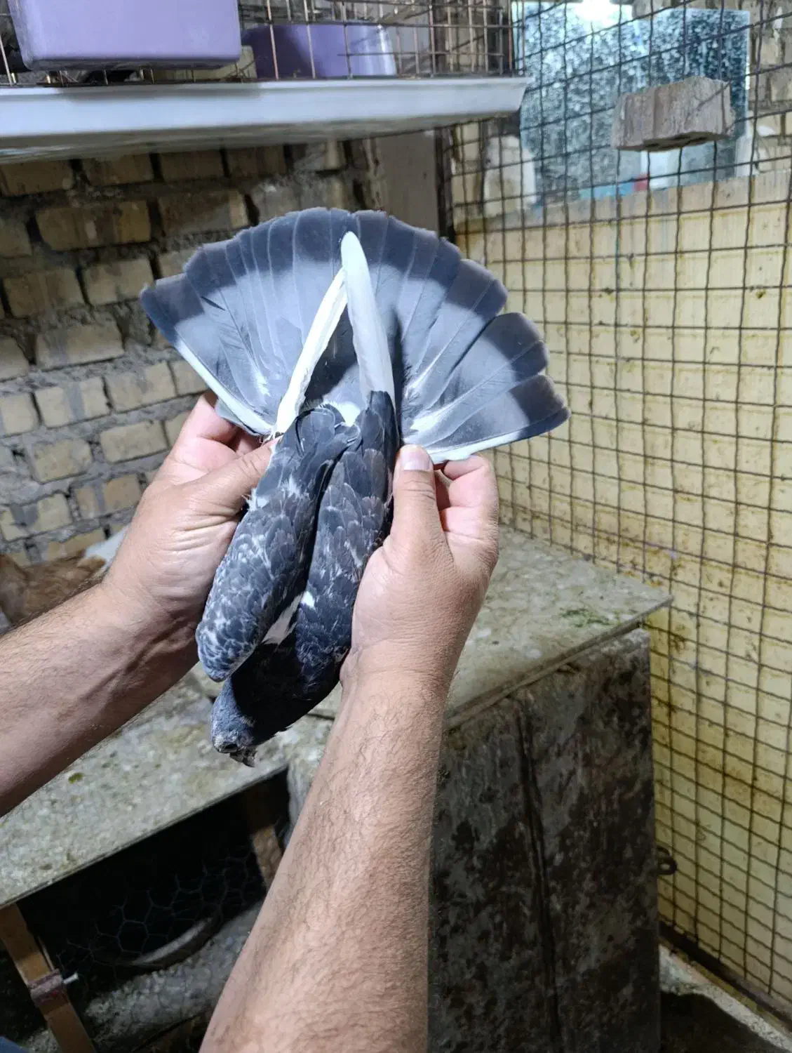 کبوترجان اردن نردرجه یک|پرنده|اهواز, کوی مندلی(سه راه خرمشهر)|دیوار