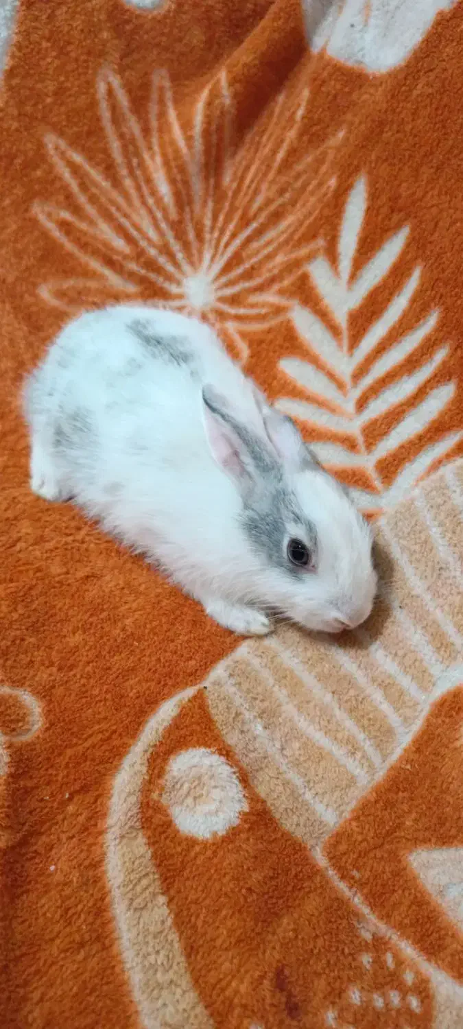 بچه خرگوش|موش و خرگوش|برازجان, |دیوار