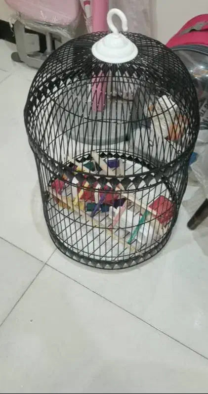 قفس پرنده|لوازم جانبی حیوانات|پرند, فاز ۰|دیوار