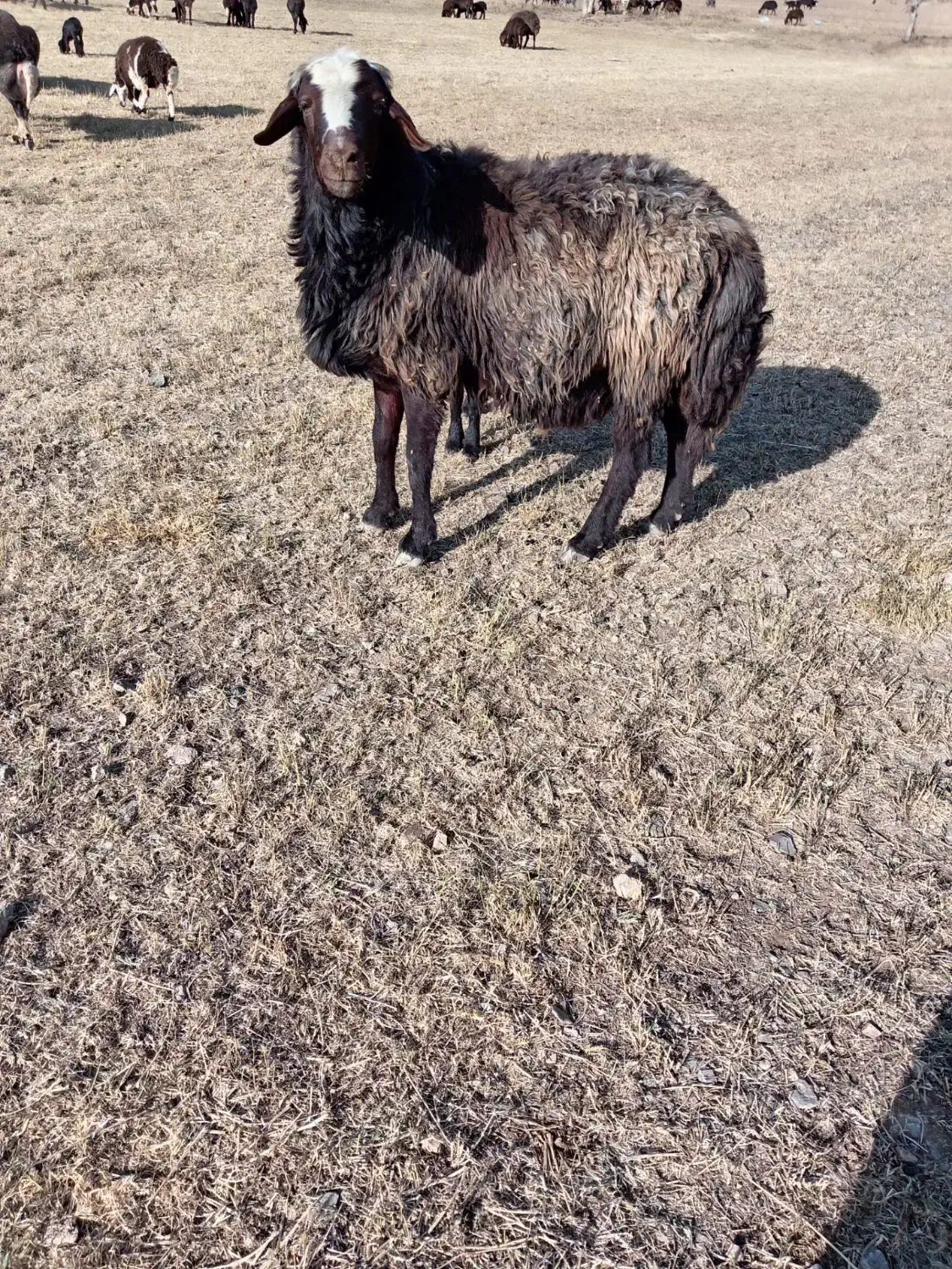 قوچ و میش|حیوانات مزرعه|اصفهان, باغ زرشک|دیوار