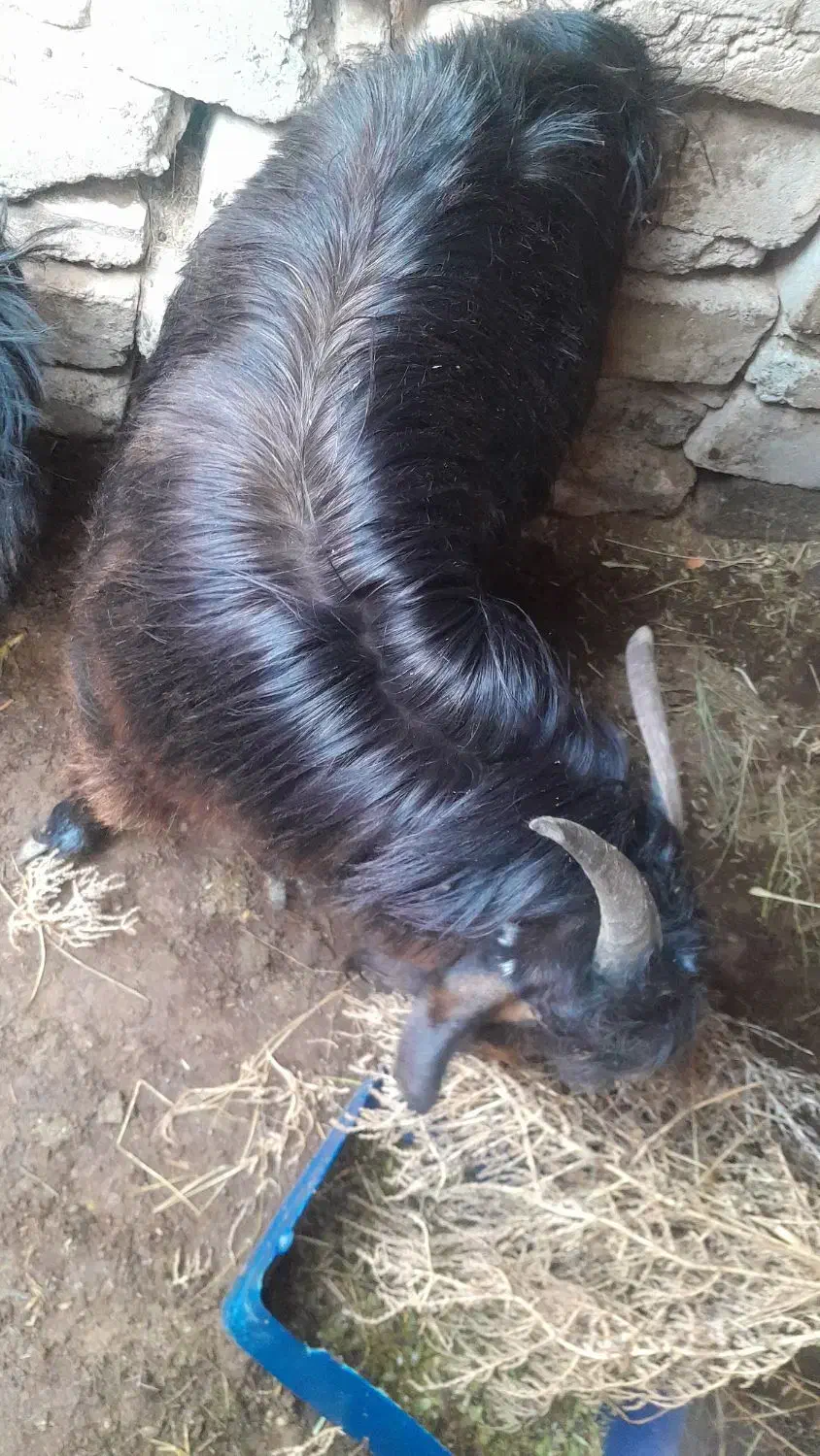 بزغاله نر|حیوانات مزرعه|سربیشه, |دیوار