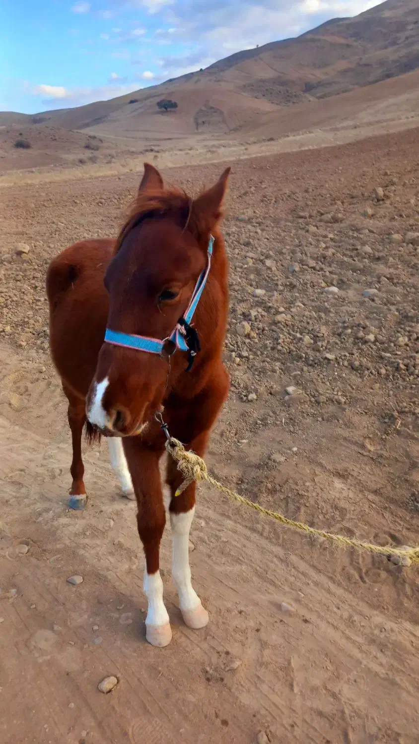 کره‌اسب‌نر‌|اسب و تجهیزات اسب‌سواری|بجنورد, |دیوار