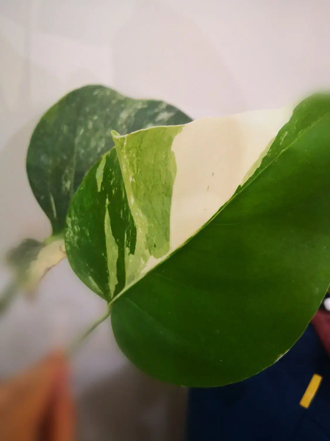 برگ انجیری ابلق، مانسترا ابلق|گل و گیاه طبیعی|قم, انسجام|دیوار