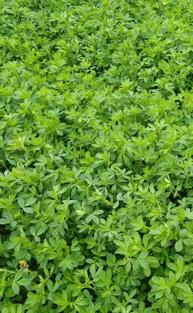 یونجه درجه یک تمیز|خدمات باغبانی و درختکاری|لردگان, |دیوار