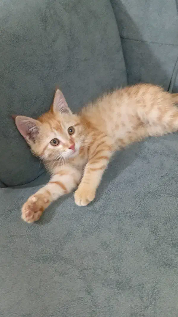 گربه فروشی چشم عسلی عادتی|گربه|تربت جام, المهدی|دیوار