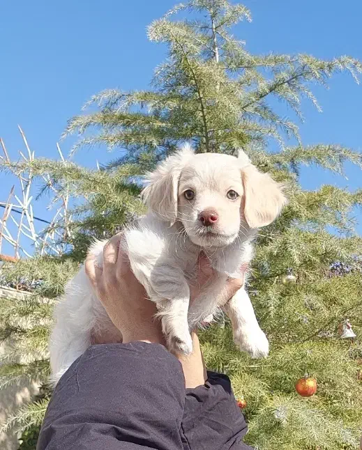 توله سگ پودل کراس|سگ|مشهد, هنرستان|دیوار