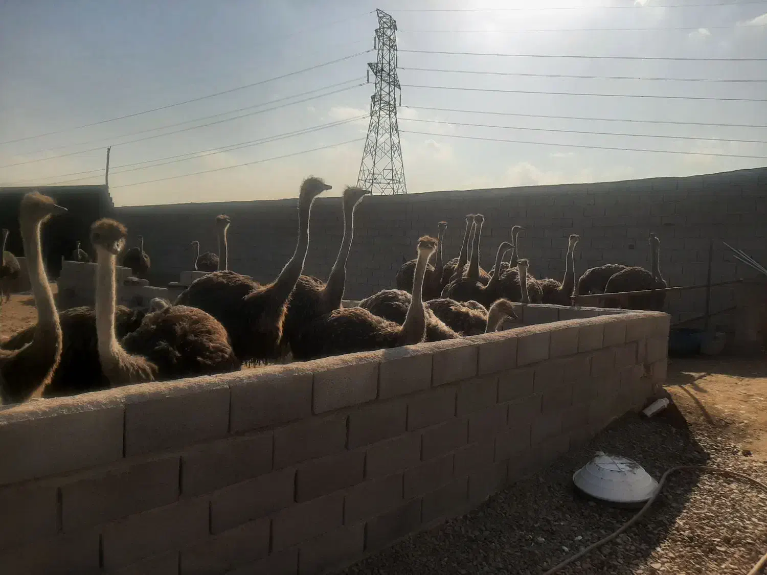 شترمرغ|حیوانات مزرعه|مشهد, رده|دیوار