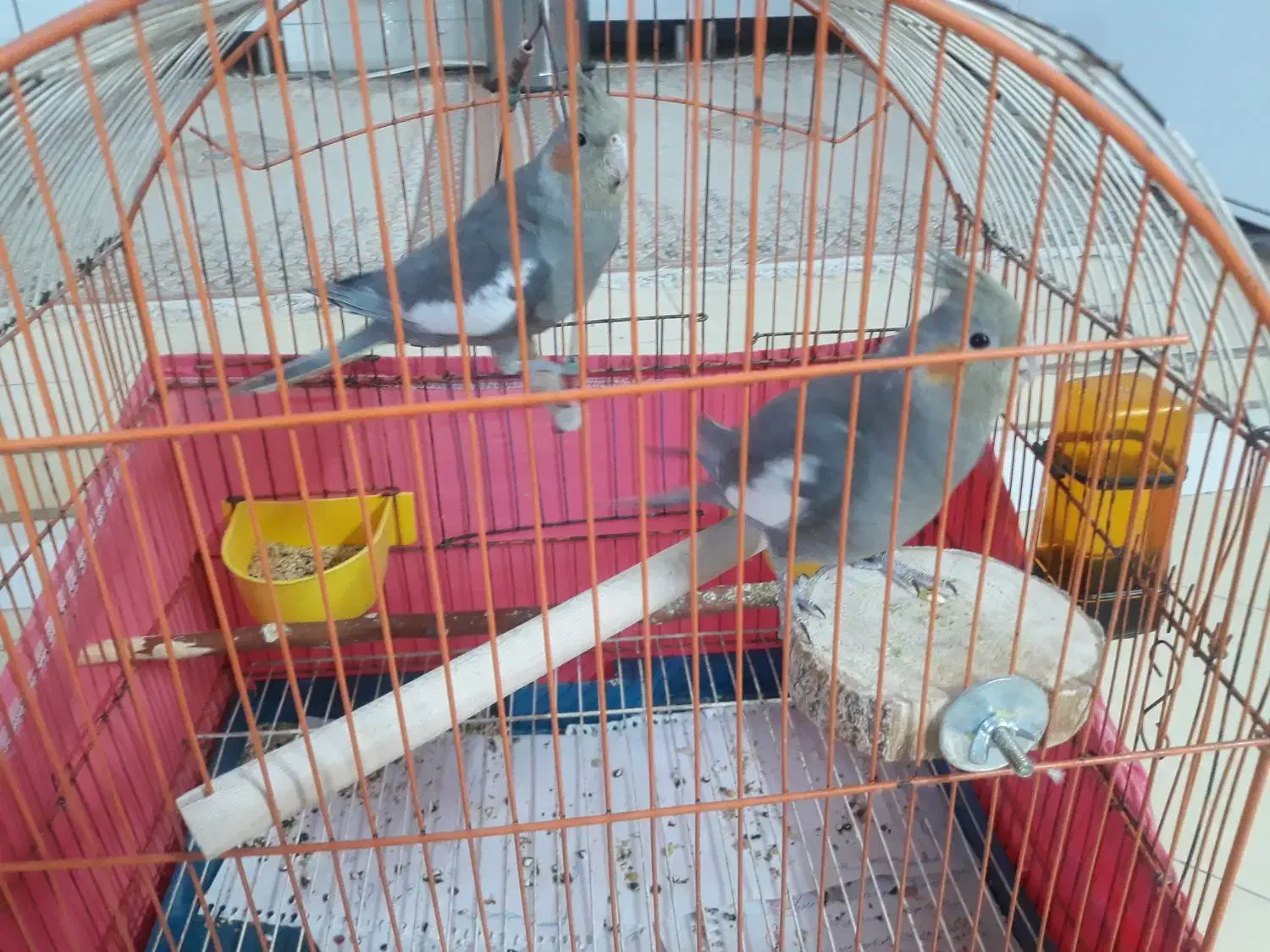 عروس هلندی|پرنده|تهران, مسعودیه|دیوار