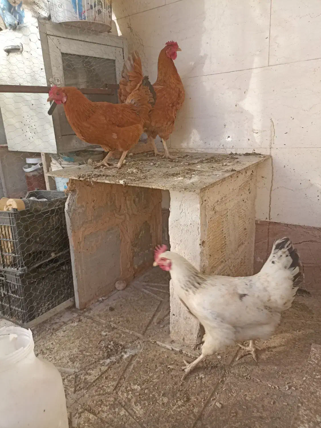 مرغ محلی تخم گذار|حیوانات مزرعه|سبزوار, زینبیه|دیوار