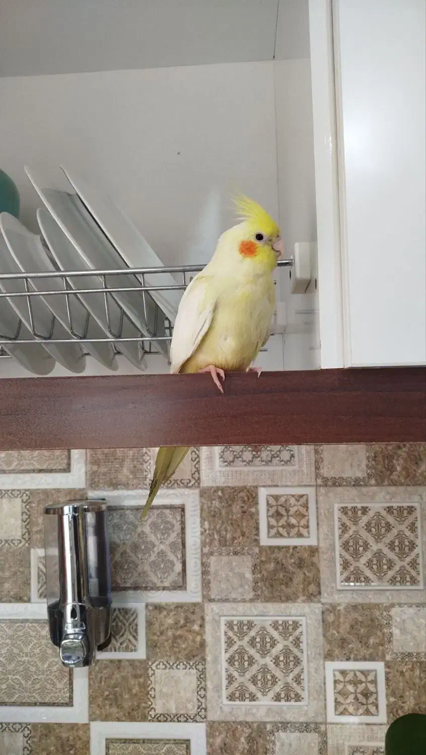 طوطی گمشده|حیوانات|قزوین, |دیوار