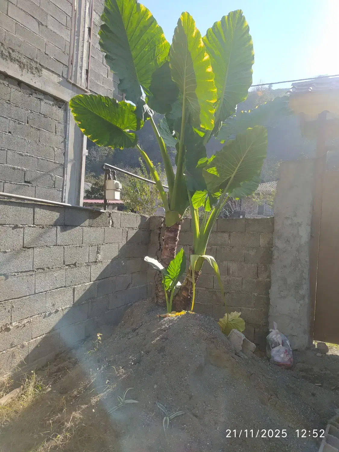 گل بابا آدم بزرگ بیش از 3متر|گل و گیاه طبیعی|رحیم‌آباد, |دیوار