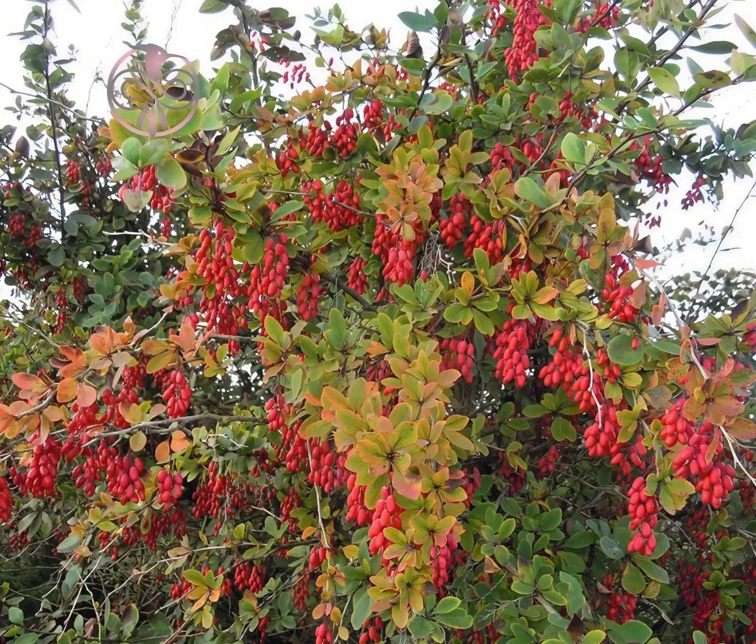 زرشک شاخه به صورت کیلویی و یا باغی خـریـدارم|خدمات باغبانی و درختکاری|سربیشه, |دیوار