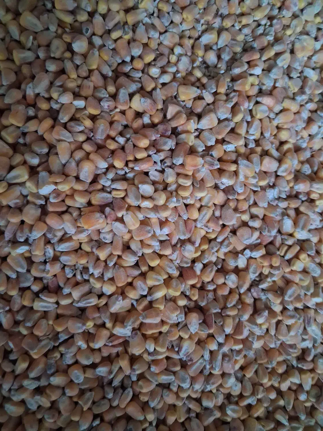 بلغور ذرت|لوازم جانبی حیوانات|اصفهان, ارداجی|دیوار