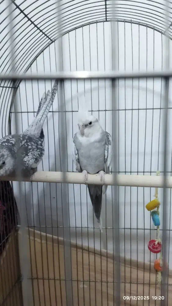 عروس هلندی|پرنده|قشلاق دشت, |دیوار