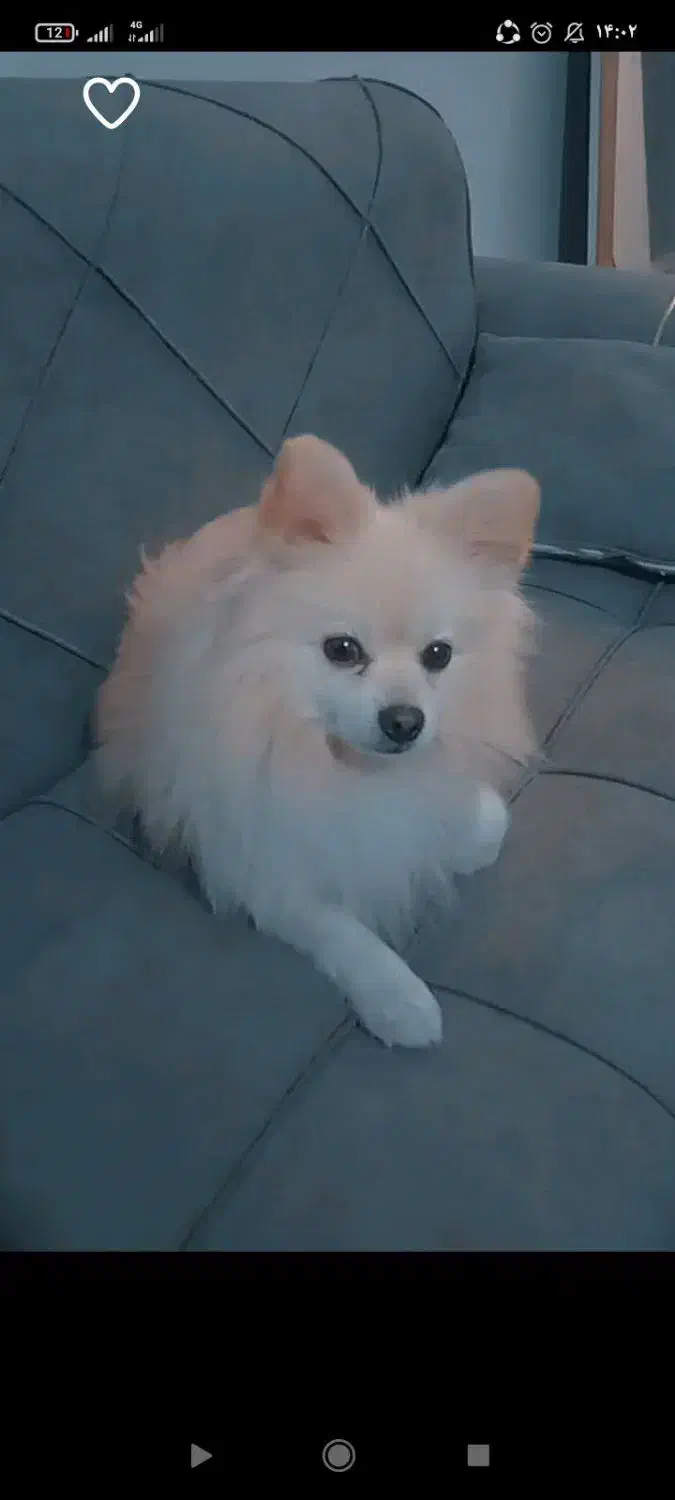 پامرانین بازی گوش|سگ|گلبهار, شهر جدید گلبهار|دیوار