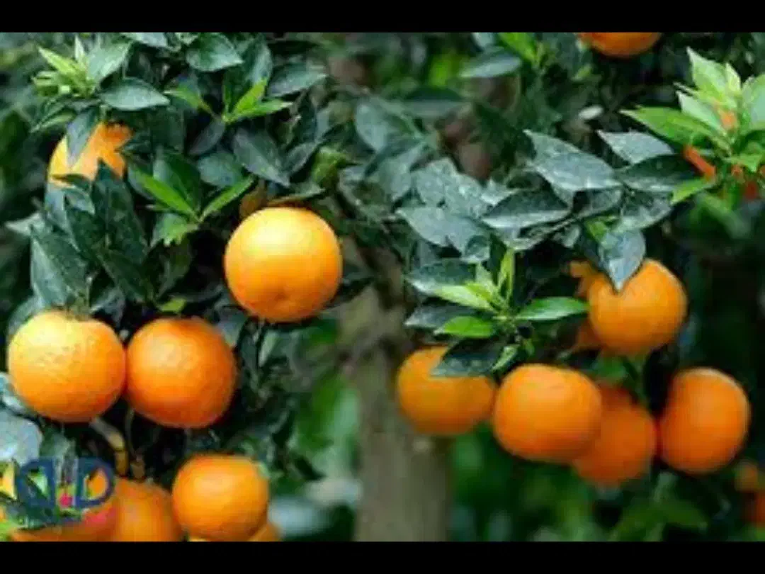 نارنج درشت آبدار خانگی|خوردنی و آشامیدنی|شیراز, گلکوب|دیوار