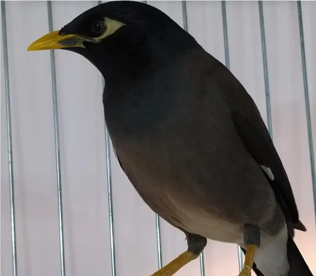 مرغ مینا سخنگو ۲۰ کلام|پرنده|تهران, سلسبیل شمالی|دیوار