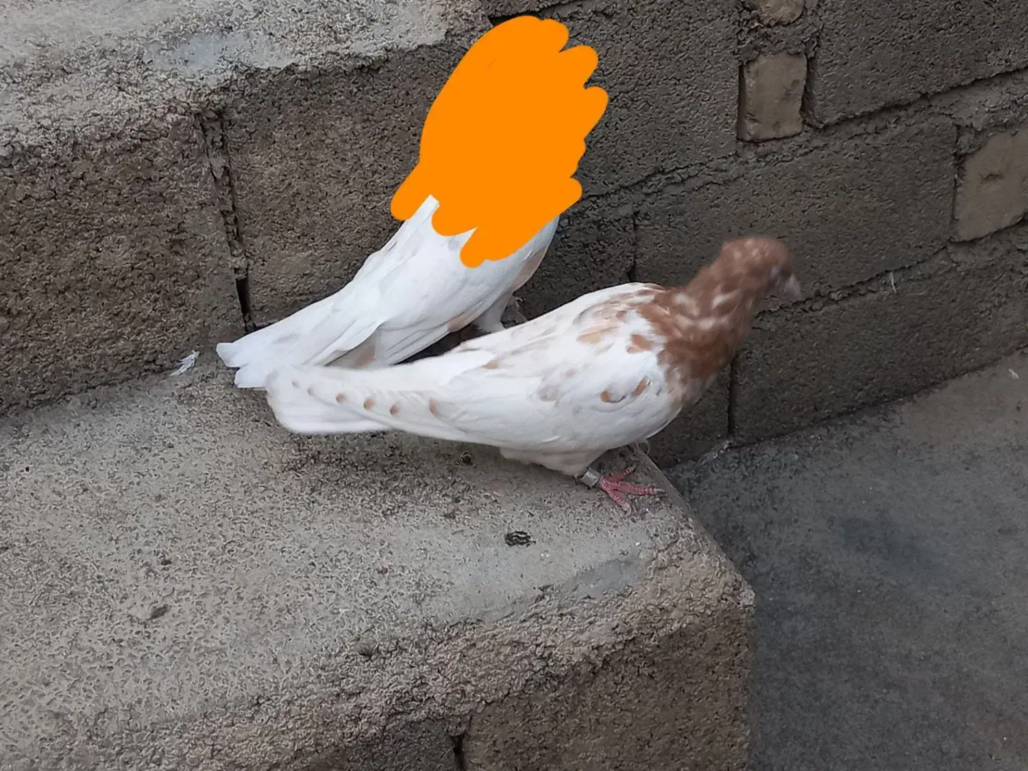 کبوتر|پرنده|الشتر, |دیوار