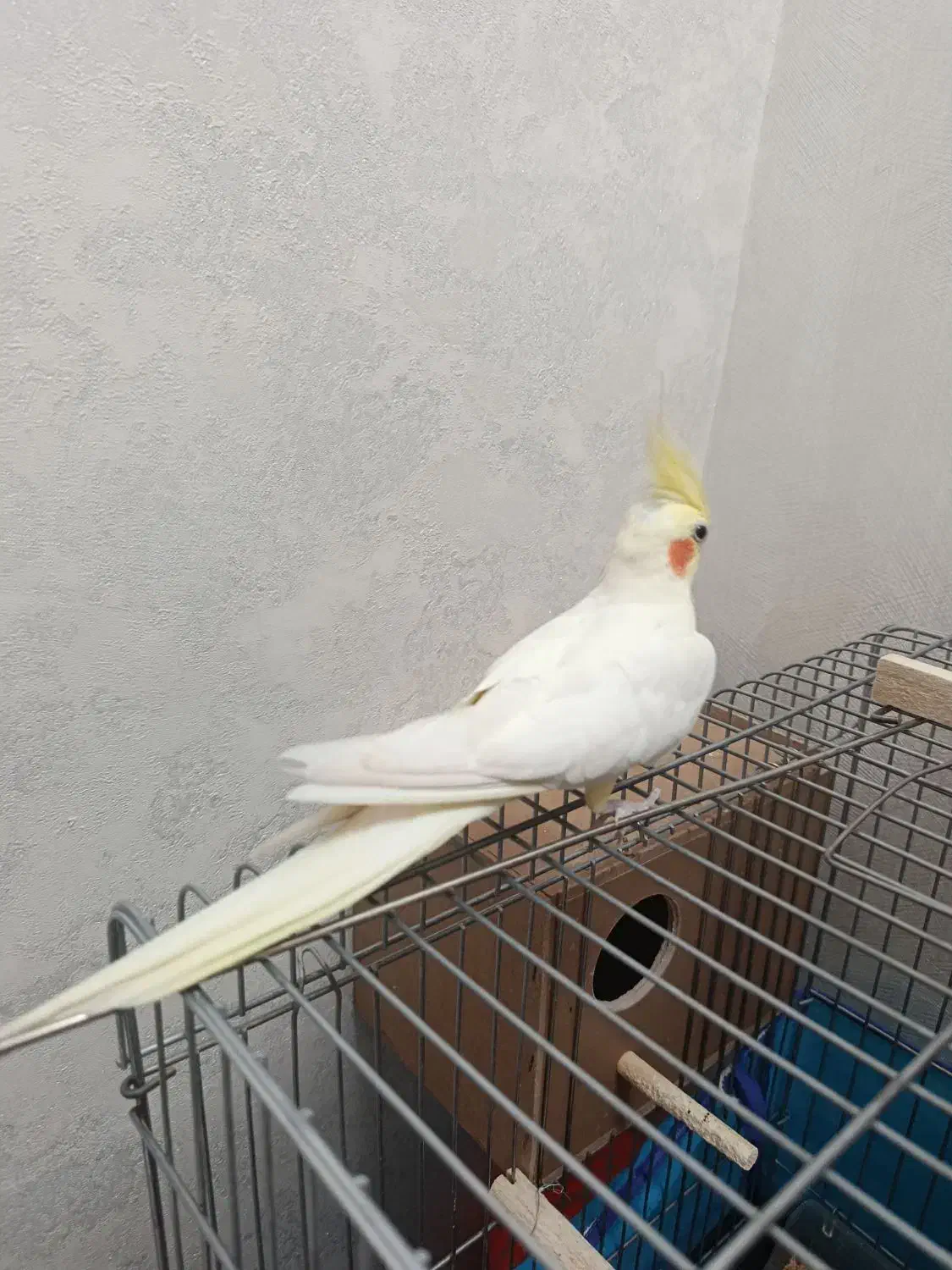 یک جفت عروس هلندی|پرنده|قرچک, میرزائی جنوبی|دیوار