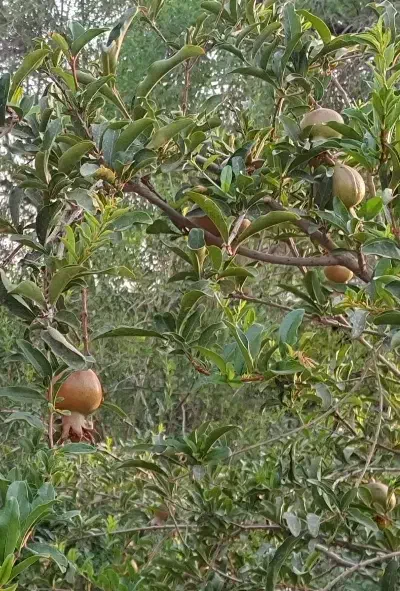 فروش ملک۲۰۰۰متری داریه ۲باب منزل نوساز|فروش خانه و ویلا|اهواز, اسماعیلیه|دیوار