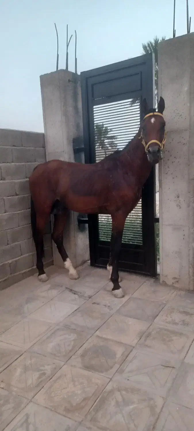 اسب دره شور نریون|اسب و تجهیزات اسبسواری|فورگ, |دیوار