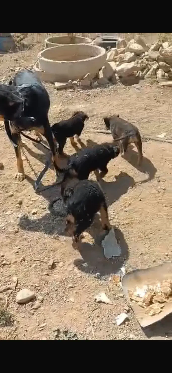 توله جرمن|سگ|شیراز, قدوسی غربی|دیوار