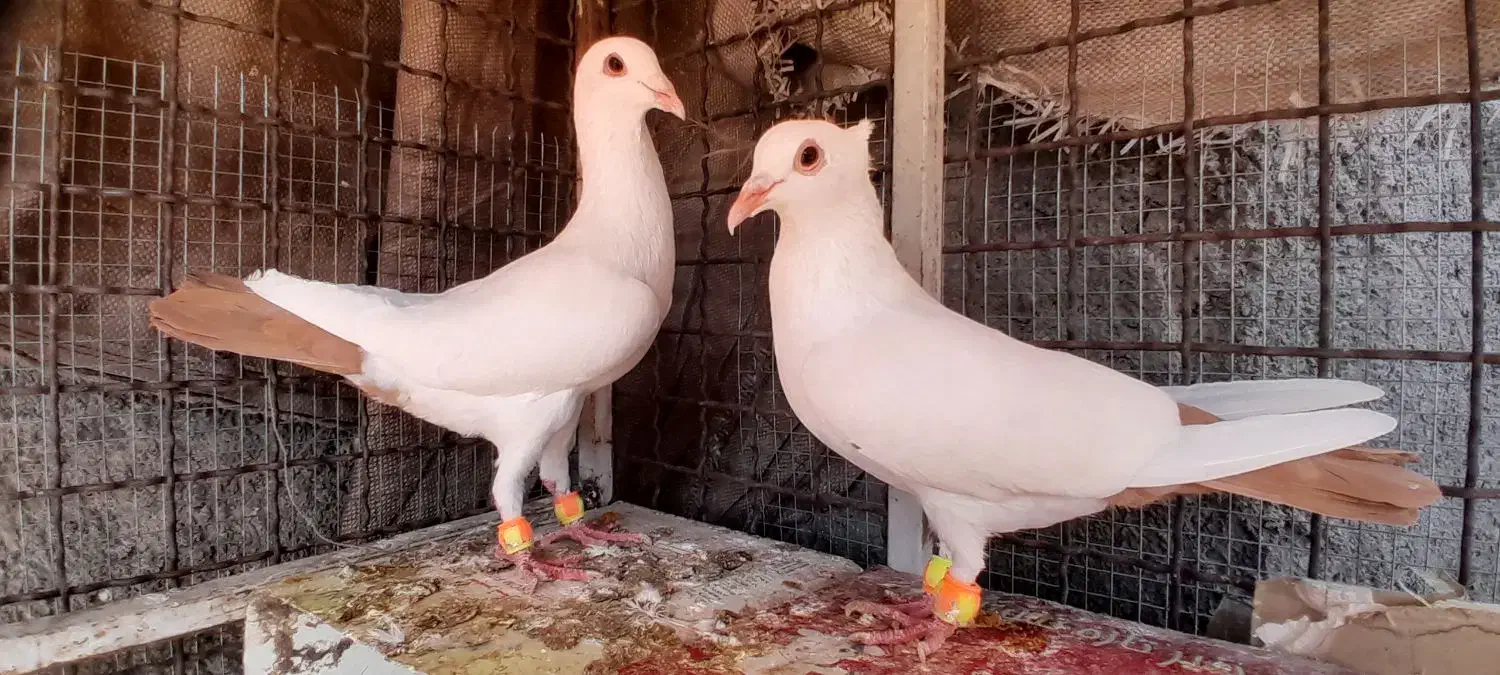 کبوتر دم زرد ، کبوتر دم سرخ ، کبوتر دم کِرِم|پرنده|مشهد, شهرک ابوذر|دیوار