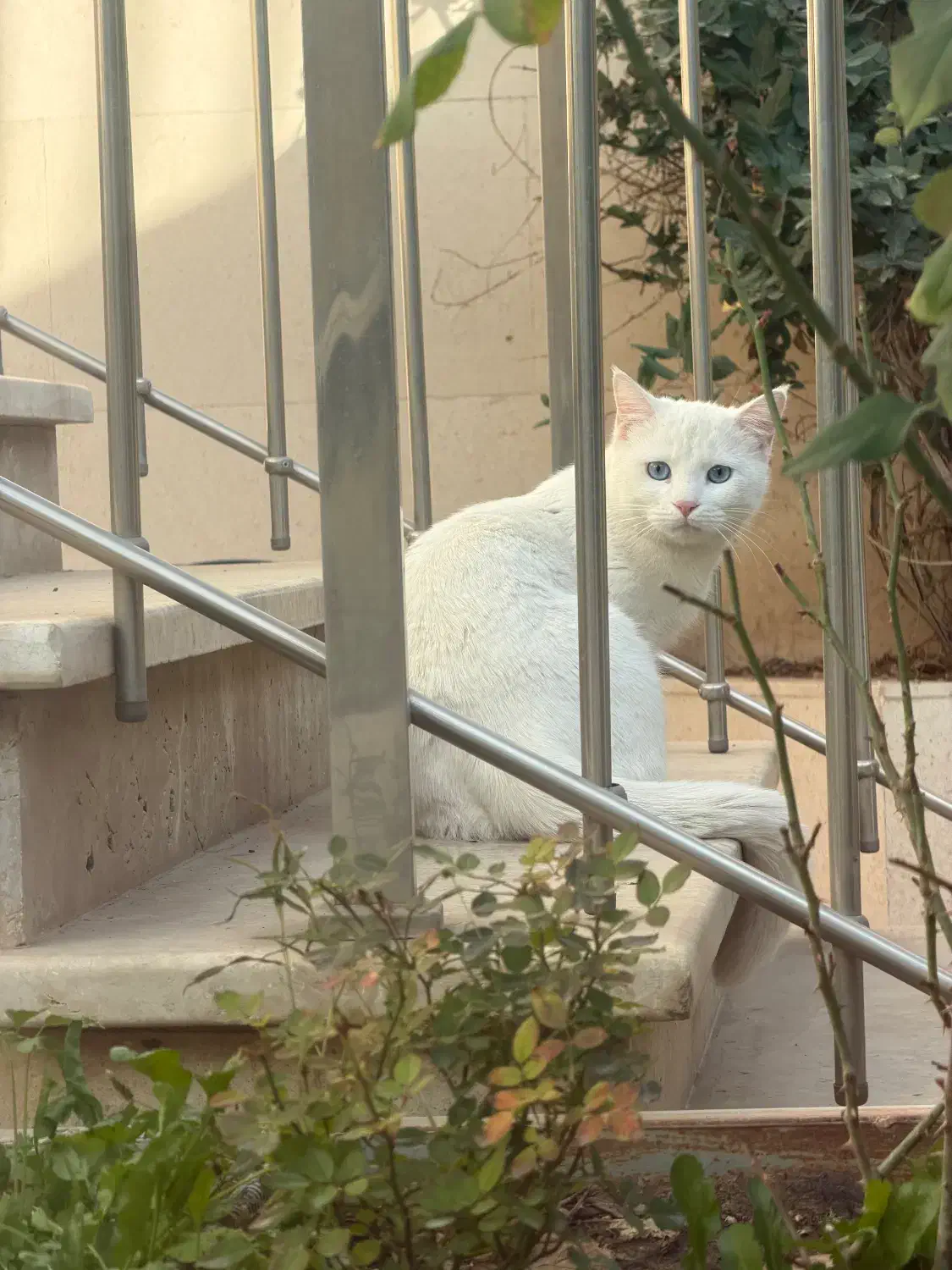 گربه|گربه|سبزوار, قصبه غربی|دیوار