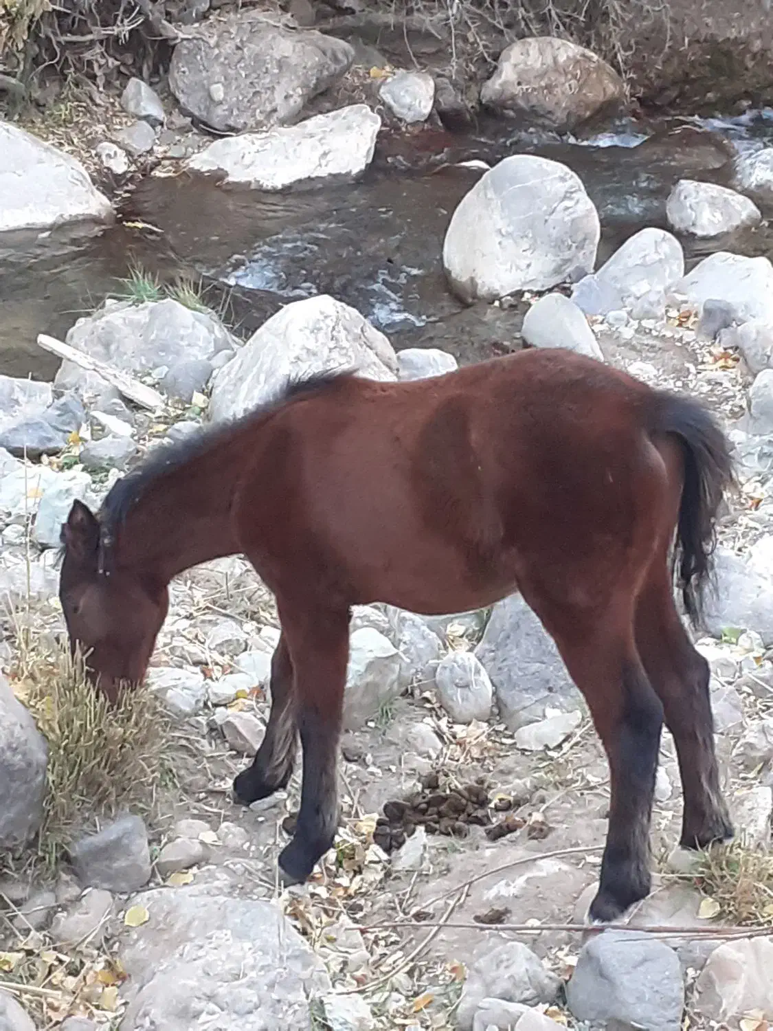 کره اسب|اسب و تجهیزات اسب‌سواری|طالقان, |دیوار