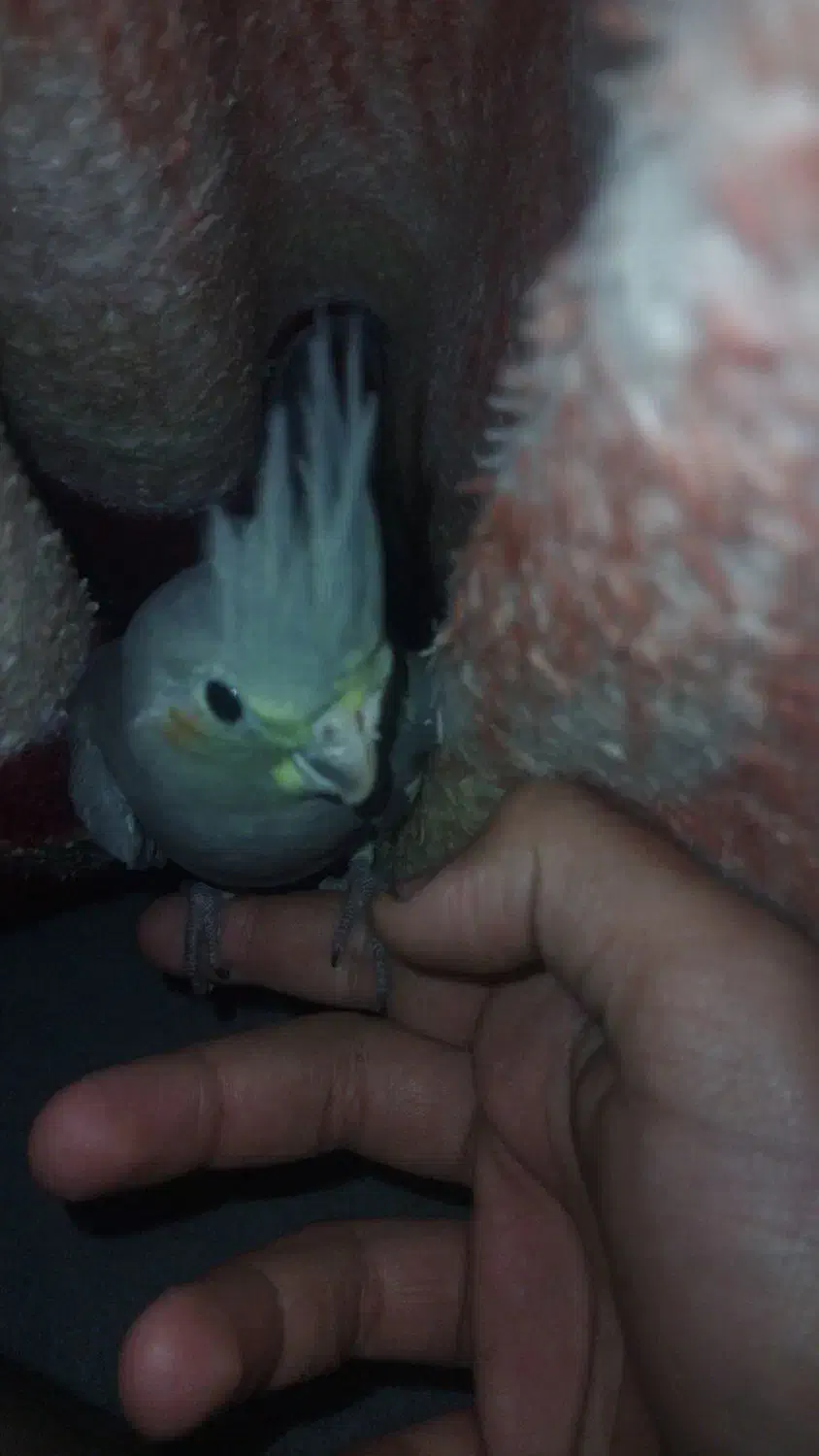 عروس هلندیم گمشده|پرنده|همدان, |دیوار