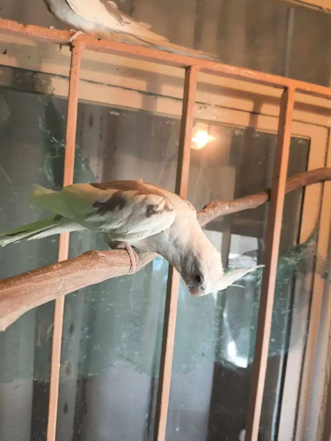 طوطی عروس آلبینو دوکت|پرنده|نظرآباد, رسالت|دیوار