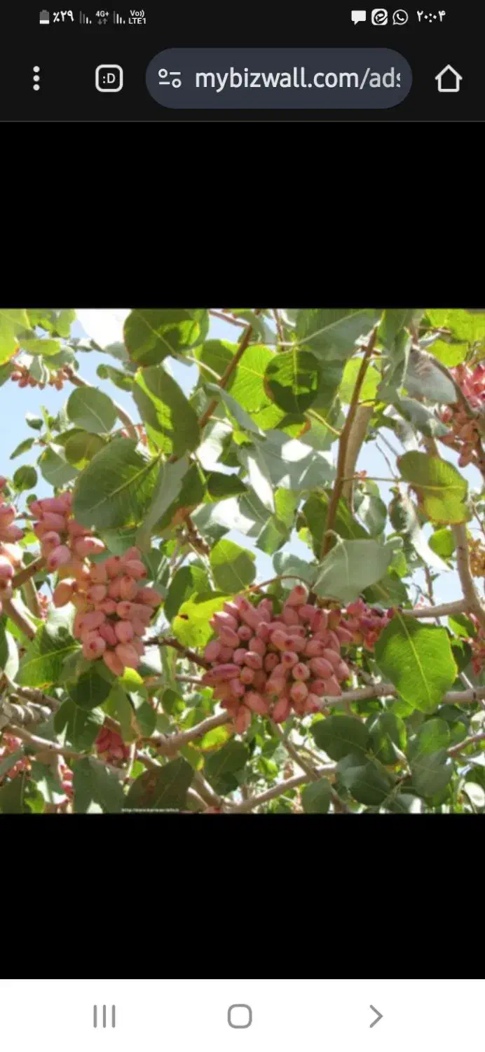 فروش باغ پسته|فروش خانه و ویلا|کوهنجان, |دیوار