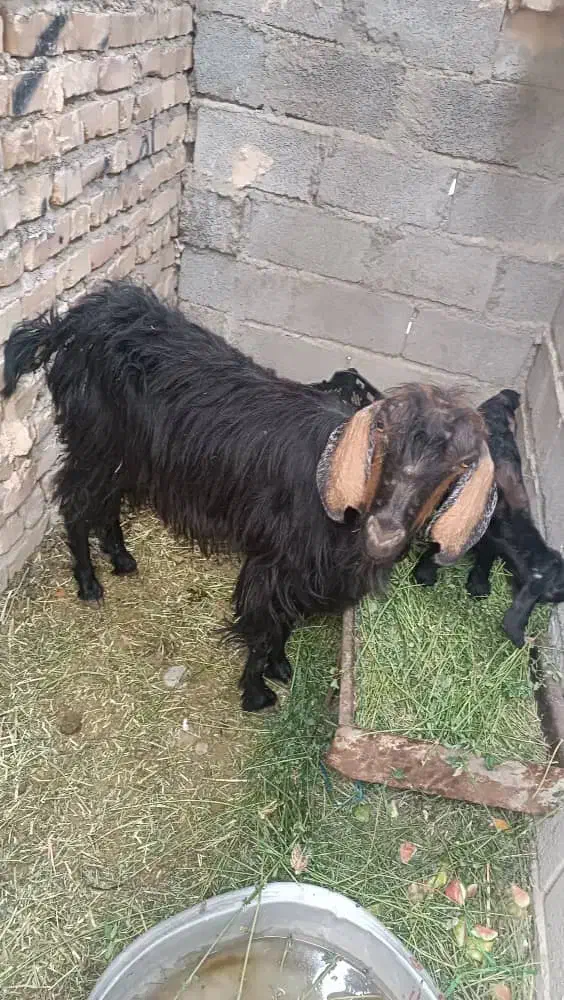 دو عدد بز کوهی از بهشت زهرا ایرانشهر گم شده|حیوانات|ایرانشهر, |دیوار